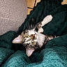 Lucifer a rejoint le concours — aidez-le/la à gagner de superbes lots ! cat, kitten, tabby, pet, animal, feline, blanket, cozy, indoor, floor, tile, curious, wide_eyes, whiskers, paw, cute, young, fur, resting, looking_up