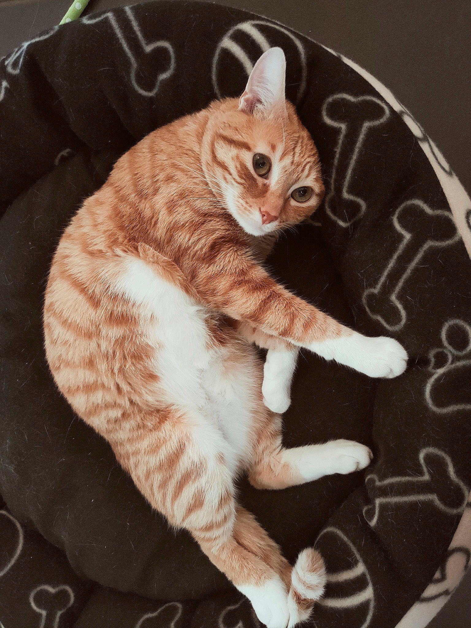 Arrow a rejoint le concours — aidez-le/la à gagner de superbes lots ! art, carnivore, cat, cat_supply, claw, domestic_short_haired_cat, eye, fawn, felidae, fur, paw, pet_supply, photo_caption, sitting, small_to_medium_sized_cats, snout, tail, terrestrial_animal, whiskers, wildlife