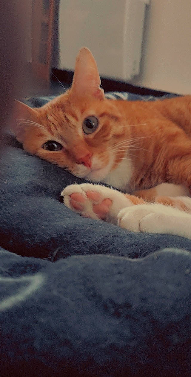 Arrow participe au concours pour gagner de l'argent avec cette photo : bed, carnivore, cat, cloud, comfort, domestic_short_haired_cat, eye, fawn, felidae, foot, head, human_body, human_leg, paw, small_to_medium_sized_cats, snout, tail, whiskers, window, wood