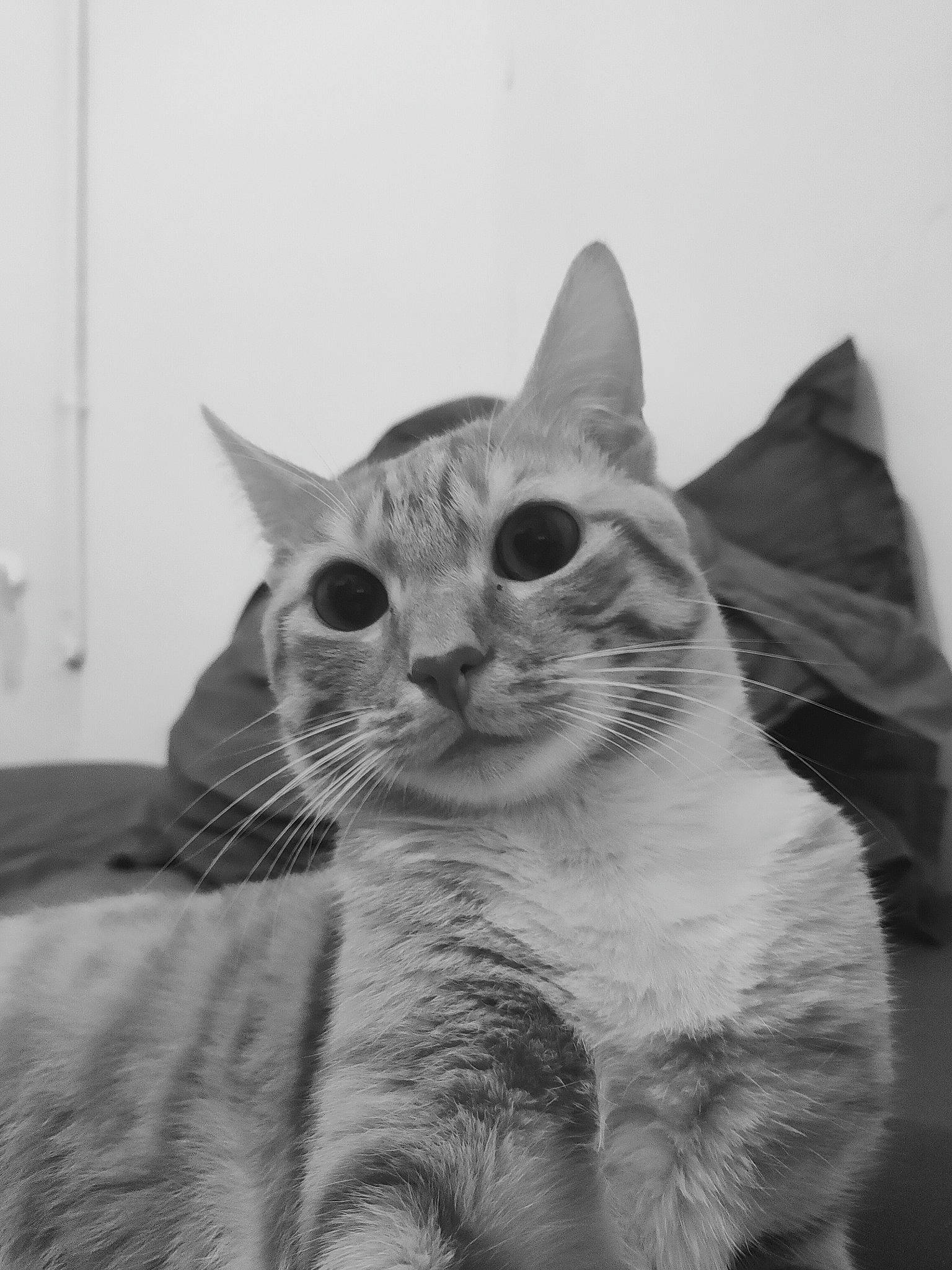 Arrow a rejoint le concours — aidez-le/la à gagner de superbes lots ! black_and_white, carnivore, cat, domestic_short_haired_cat, eye, felidae, fur, grey, head, monochrome, monochrome_photography, paw, small_to_medium_sized_cats, snout, terrestrial_animal, whiskers, window