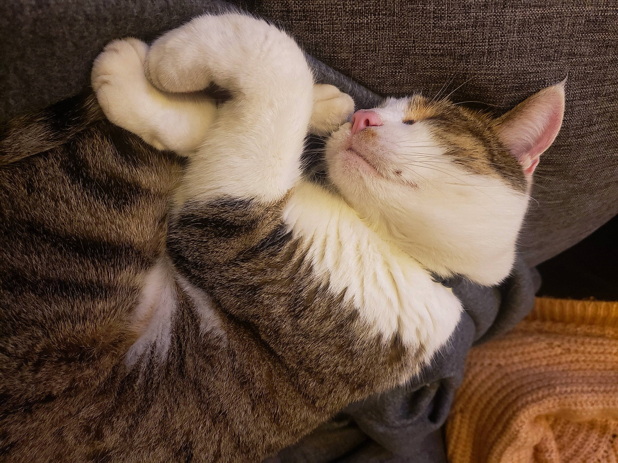 Diamant participe au concours pour gagner de l'argent avec cette photo : carnivore, cat, claw, comfort, domestic_short_haired_cat, ear, eye, fawn, felidae, fur, gesture, hand, nail, nap, paw, photo_caption, small_to_medium_sized_cats, snout, tail, whiskers