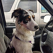 Luna is registered to the contest to win money with this photo: alloywheel, animal, canine, car, carwheel, cushion, dog, homedecor, hound, husky, machine, pet, puppy, spoke, steeringwheel, terrier, tire, transportation, vehicle, wheel