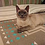 animal, bed, bedroom, blanket, cat, cushion, furniture, homedecor, indoors, kitten, linen, manx, pet, quilt, room, siamese