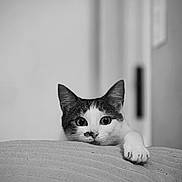 Stitch a rejoint le concours — aidez-le/la à gagner de superbes lots ! animal, black_and_white, cat, close_up, curious, cushion, cute, ears, eyes, feline, home, indoor, looking, paw, pet, portrait, relaxed, resting, soft_lighting, whiskers