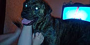 Doc is registered to the contest to win money with this photo: bed, blanket, brindle, ceiling, dark, dog, flash, furniture, glowing_eyes, hand, indoor, legs, night, person, pet, playing, room, television, tongue, wallpaper