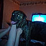 bed, blanket, brindle, ceiling, dark, dog, flash, furniture, glowing_eyes, hand, indoor, legs, night, person, pet, playing, room, television, tongue, wallpaper