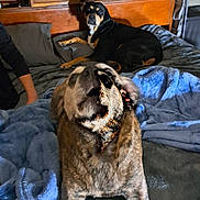 Doc joined the competition — help win amazing prizes! animal, bed, black_dog, blanket, blue_blanket, brown_dog, canine, cozy, distorted_face, dog, furniture, home, human_arm, indoor, looking, lying_down, pet, relaxing, resting, wooden_furniture