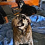 animal, bed, black_dog, blanket, blue_blanket, brown_dog, canine, cozy, distorted_face, dog, furniture, home, human_arm, indoor, looking, lying_down, pet, relaxing, resting, wooden_furniture