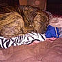 Doc joined the competition — help win amazing prizes! animal, bed, blanket, brindle, brown, calm, comfort, cozy, dog, domestic, fabric, fan, furniture, indoor, pet, quiet, relaxation, resting, sleeping, zebra_stripe