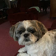 Sofee joined the competition — help win amazing prizes! animal, brown, carpet, close_up, companion, couch, cozy, curtains, dog, domestic, fluffy, furniture, home, indoor, living_room, pet, portrait, relaxed, shih_tzu, white