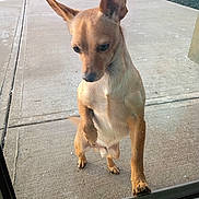 Coco is registered to the contest to win money with this photo: dog, small_dog, tan_dog, outdoor, sidewalk, concrete, glass_door, pet, animal, canine, standing, looking_down, ears_up, curious, waiting, front_paw_up, daylight, shadow, close_up, alone