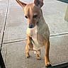 dog, small_dog, tan_dog, outdoor, sidewalk, concrete, glass_door, pet, animal, canine, standing, looking_down, ears_up, curious, waiting, front_paw_up, daylight, shadow, close_up, alone