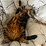 Stoppie participe au concours pour gagner de l'argent avec cette photo : animal, cat, cozy, cushioned_chair, cute, feathers, fluffy, fur, indoor, leopard_print, mammal, paws, pet, playful, relaxed, resting, tabby, tail, toy, whiskers