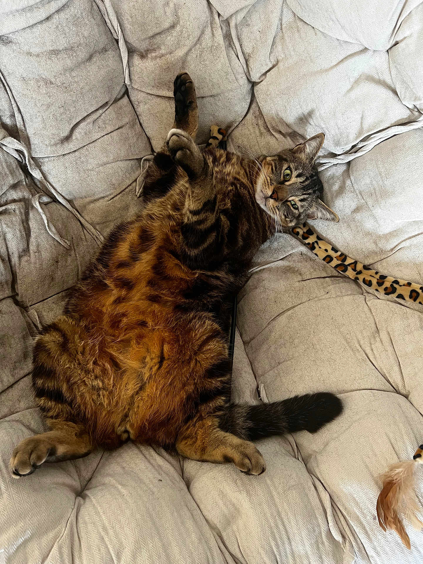 Stoppie participe au concours pour gagner de l'argent avec cette photo : animal, cat, cozy, cushioned_chair, cute, feathers, fluffy, fur, indoor, leopard_print, mammal, paws, pet, playful, relaxed, resting, tabby, tail, toy, whiskers