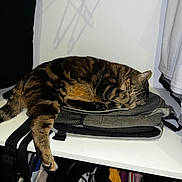 Stoppie a rejoint le concours — aidez-le/la à gagner de superbes lots ! animal, backpack, cat, closet, clothes, cozy, domestic_animal, fur, furniture, hanging_clothes, indoor, paw, pet, resting, shadow, shelf, sleeping, striped_fur, tabby_cat, tail