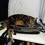 animal, backpack, cat, closet, clothes, cozy, domestic_animal, fur, furniture, hanging_clothes, indoor, paw, pet, resting, shadow, shelf, sleeping, striped_fur, tabby_cat, tail