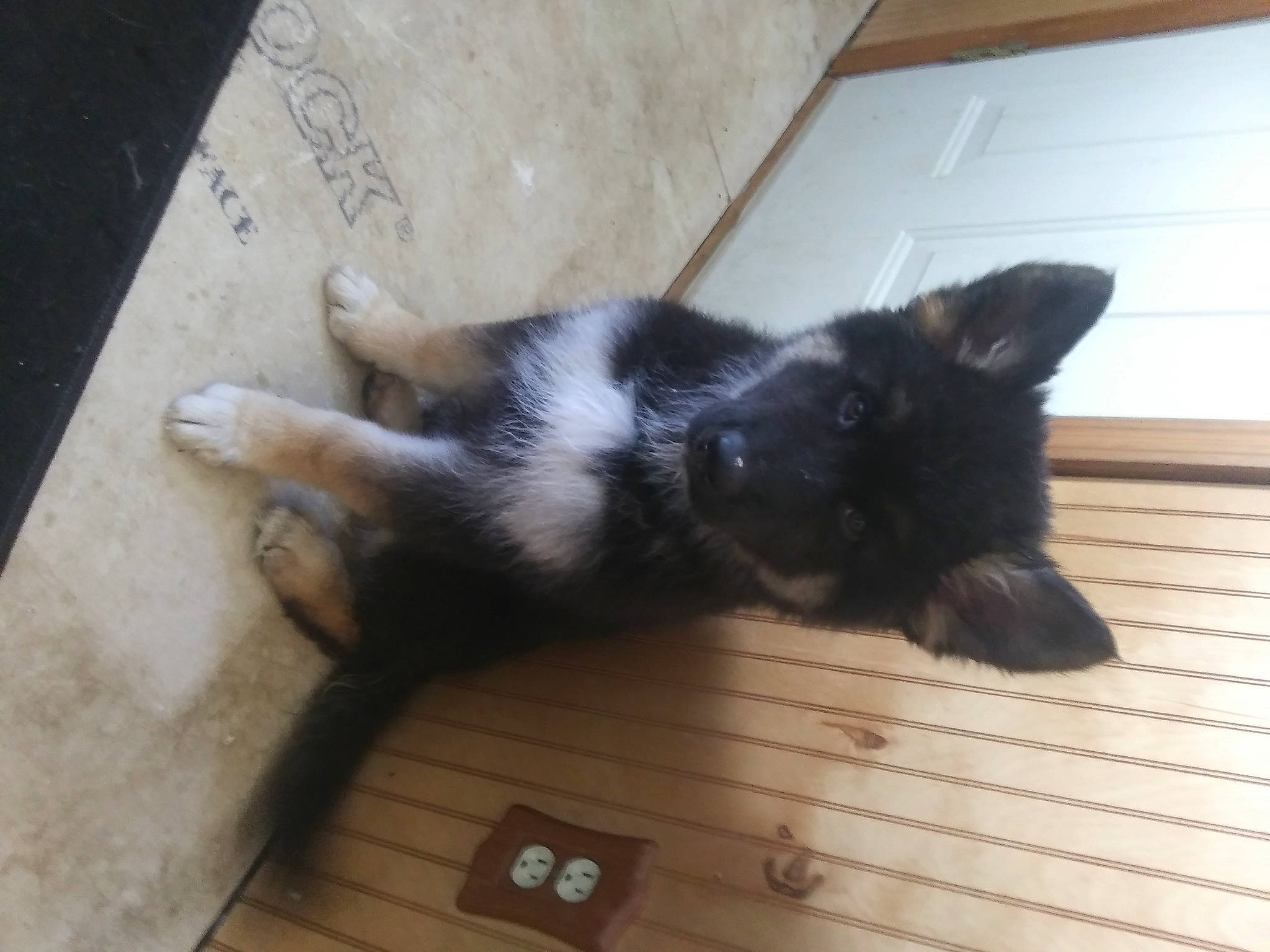 Cal is registered to the contest to win money with this photo: black_cat, canidae, carnivore, cat, dog, dog_breed, ear, felidae, floor, flooring, kitten, puppy, small_to_medium_sized_cats, tail, whiskers