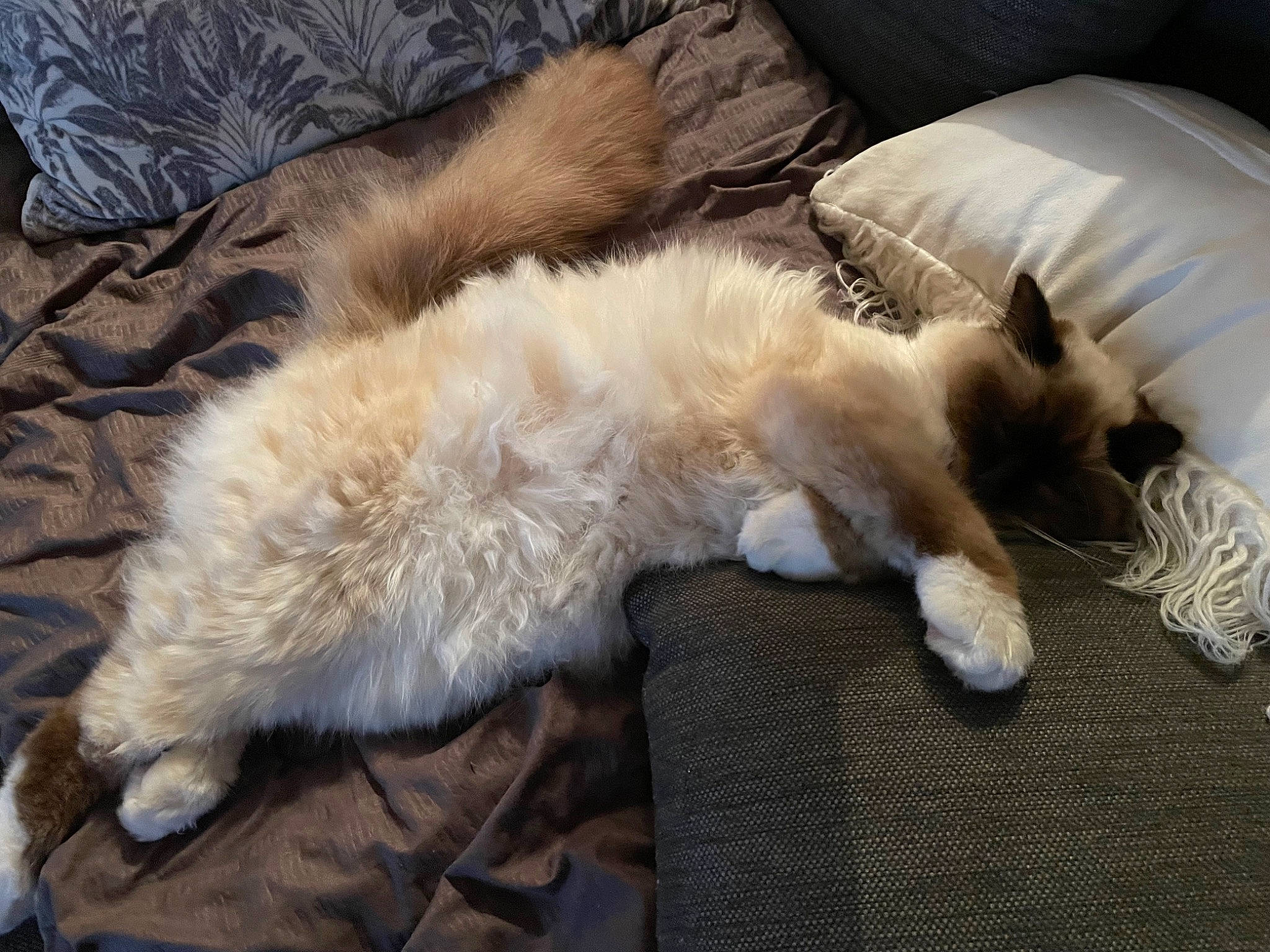 Malow participe au concours pour gagner de l'argent avec cette photo : carnivore, cat, claw, comfort, companion_dog, couch, dog_breed, felidae, flooring, foot, fur, linens, paw, small_to_medium_sized_cats, tail, whiskers