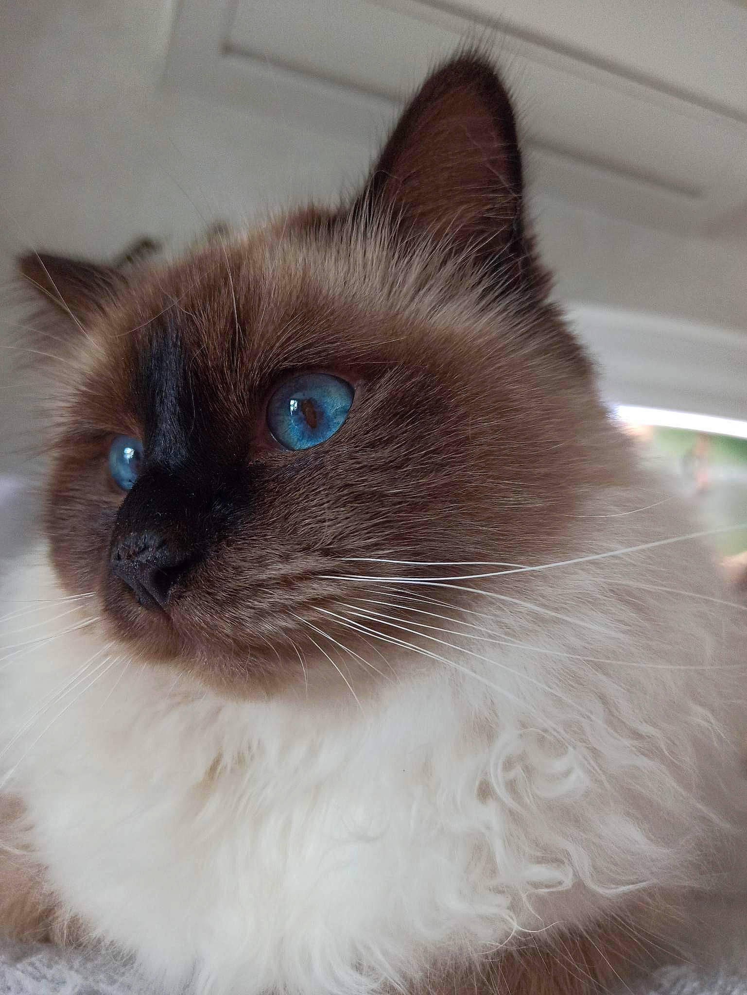 Malow a rejoint le concours — aidez-le/la à gagner de superbes lots ! balinese, birman, carnivore, cat, electric_blue, fawn, felidae, flooring, fur, iris, ragdoll, siamese, small_to_medium_sized_cats, snout, terrestrial_animal, thai, whiskers