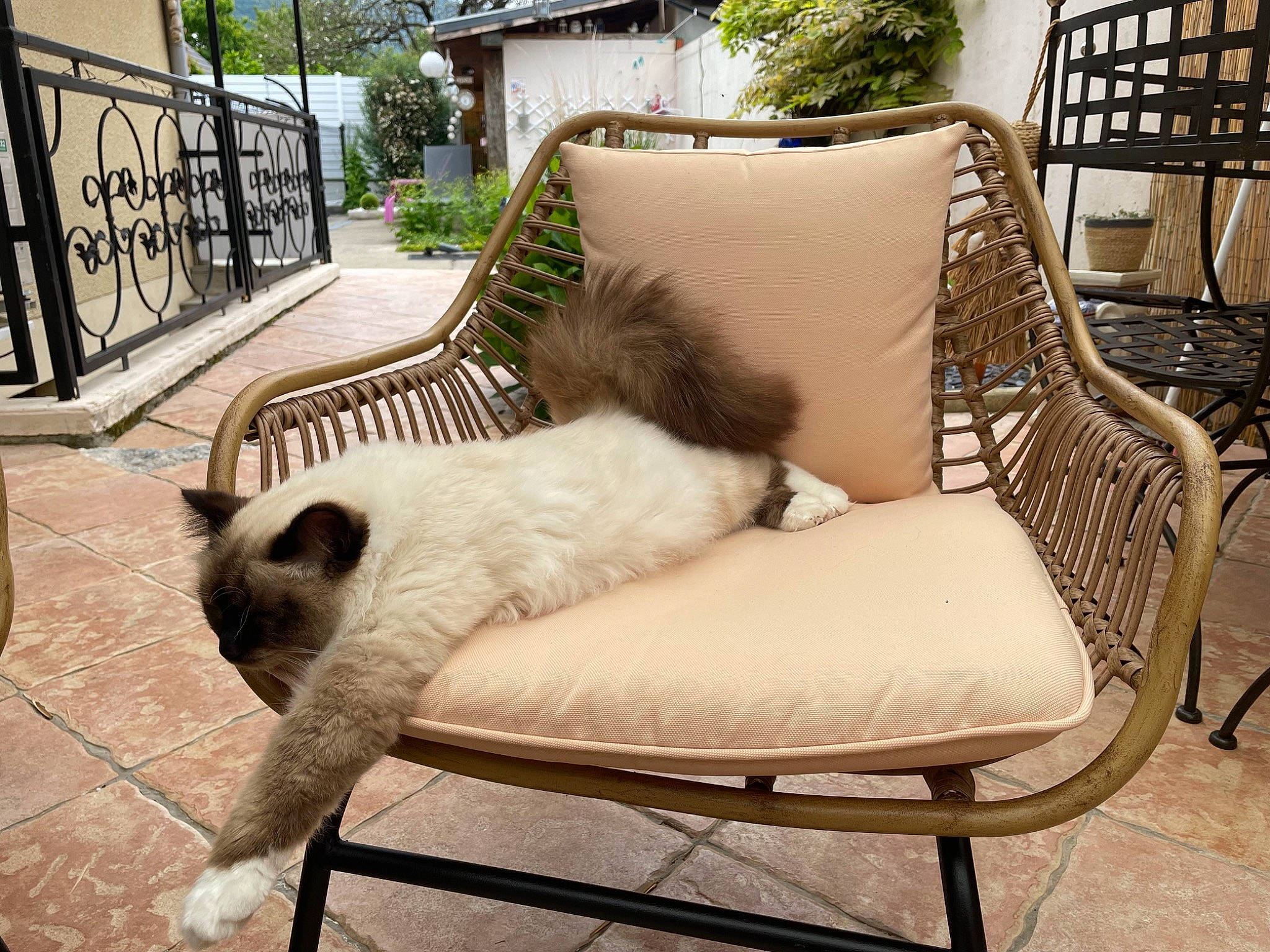 Malow participe au concours pour gagner de l'argent avec cette photo : armrest, carnivore, cat, chair, comfort, companion_dog, fawn, felidae, flooring, furniture, grass, hardwood, outdoor_furniture, plant, small_to_medium_sized_cats, table, tail, tree, whiskers, wood