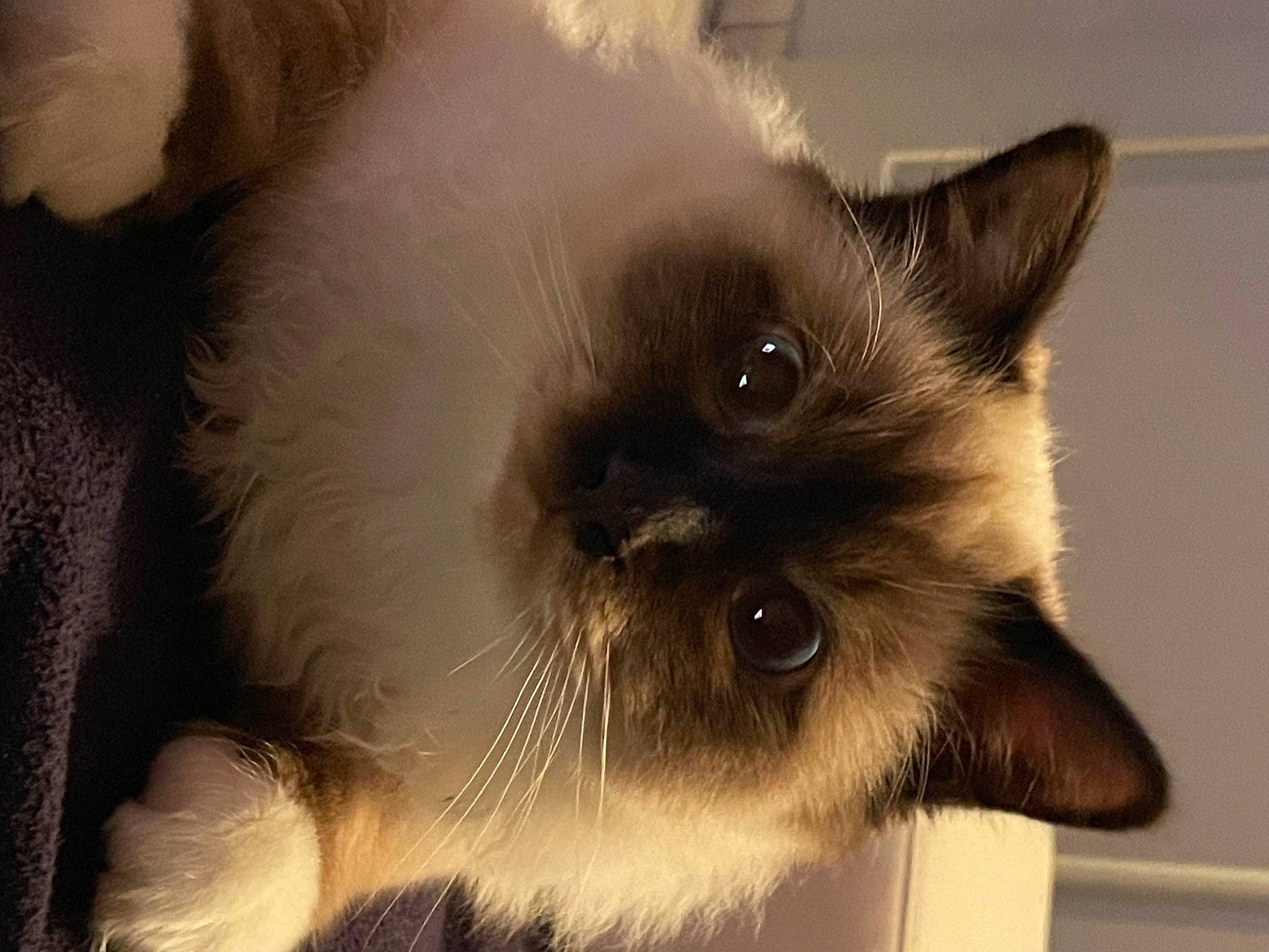 Malow participe au concours pour gagner de l'argent avec cette photo : balinese, birman, carnivore, cat, close_up, curious, fawn, felidae, fur, siamese, small_to_medium_sized_cats, snout, terrestrial_animal, thai, whiskers