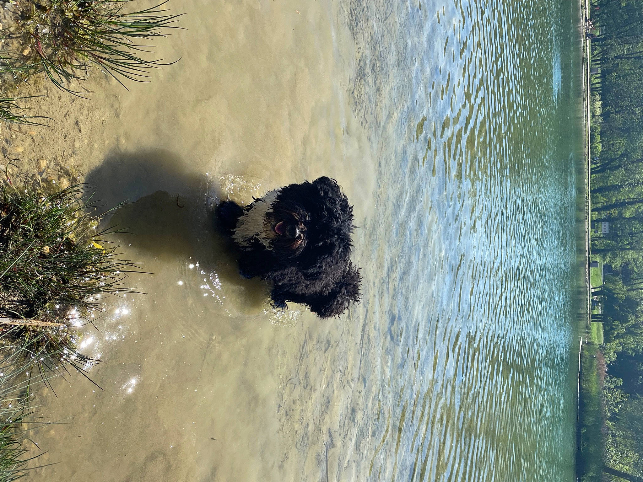 Patch a rejoint le concours — aidez-le/la à gagner de superbes lots ! bank, canidae, carnivore, dog_breed, fluvial_landforms_of_streams, grass, lake, landscape, reflection, rock, shadow, sporting_group, terrestrial_animal, water, watercourse, wave, wetland, wildlife, wind_wave, working_animal