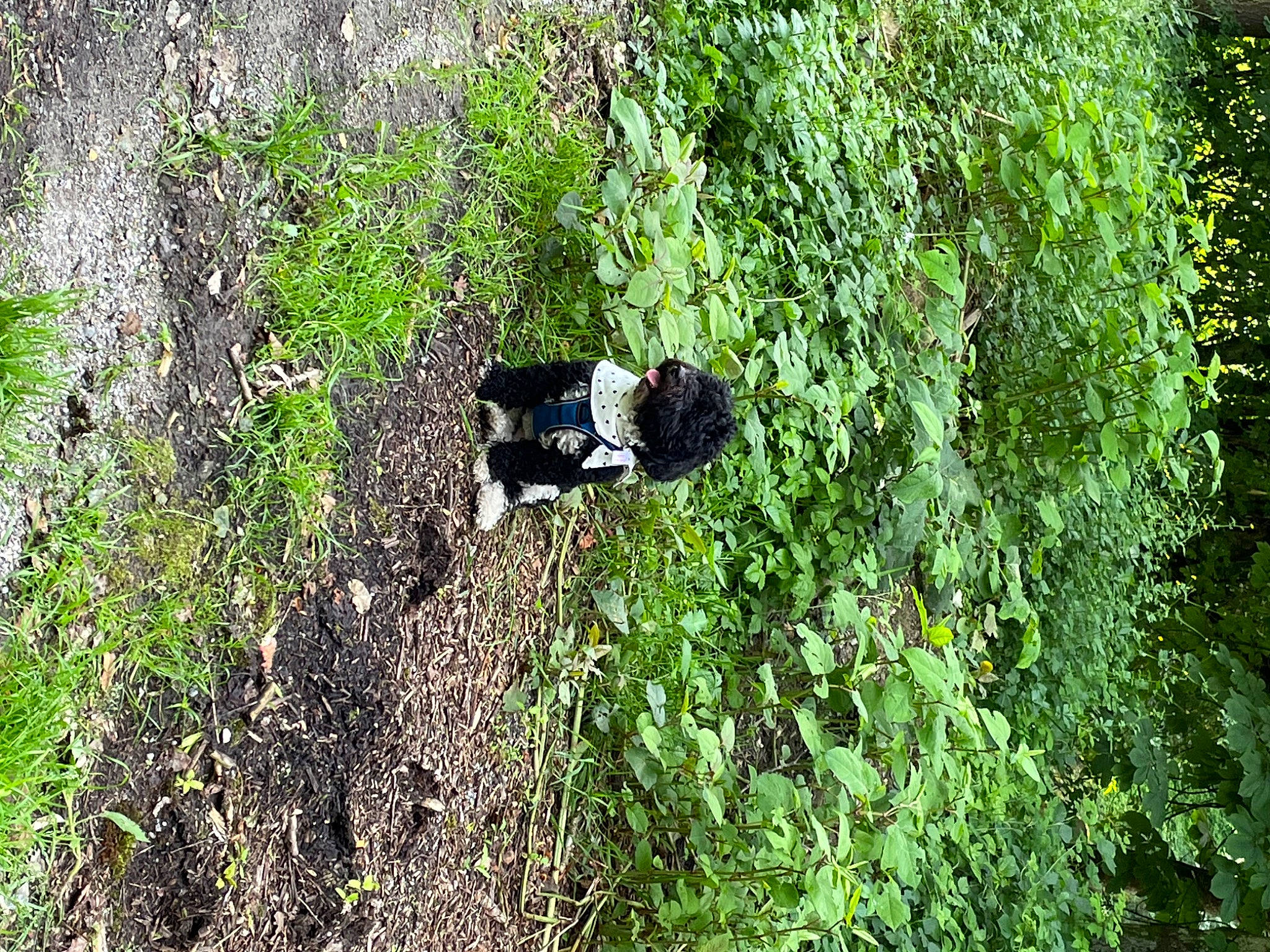 Patch a rejoint le concours — aidez-le/la à gagner de superbes lots ! forest, grass, grass_family, groundcover, herb, jungle, landscape, natural_landscape, people_in_nature, plant, shrub, shrubland, soil, temperate_broadleaf_and_mixed_forest, terrestrial_plant, tree, tropical_and_subtropical_coniferous_forests, trunk, wood, woody_plant