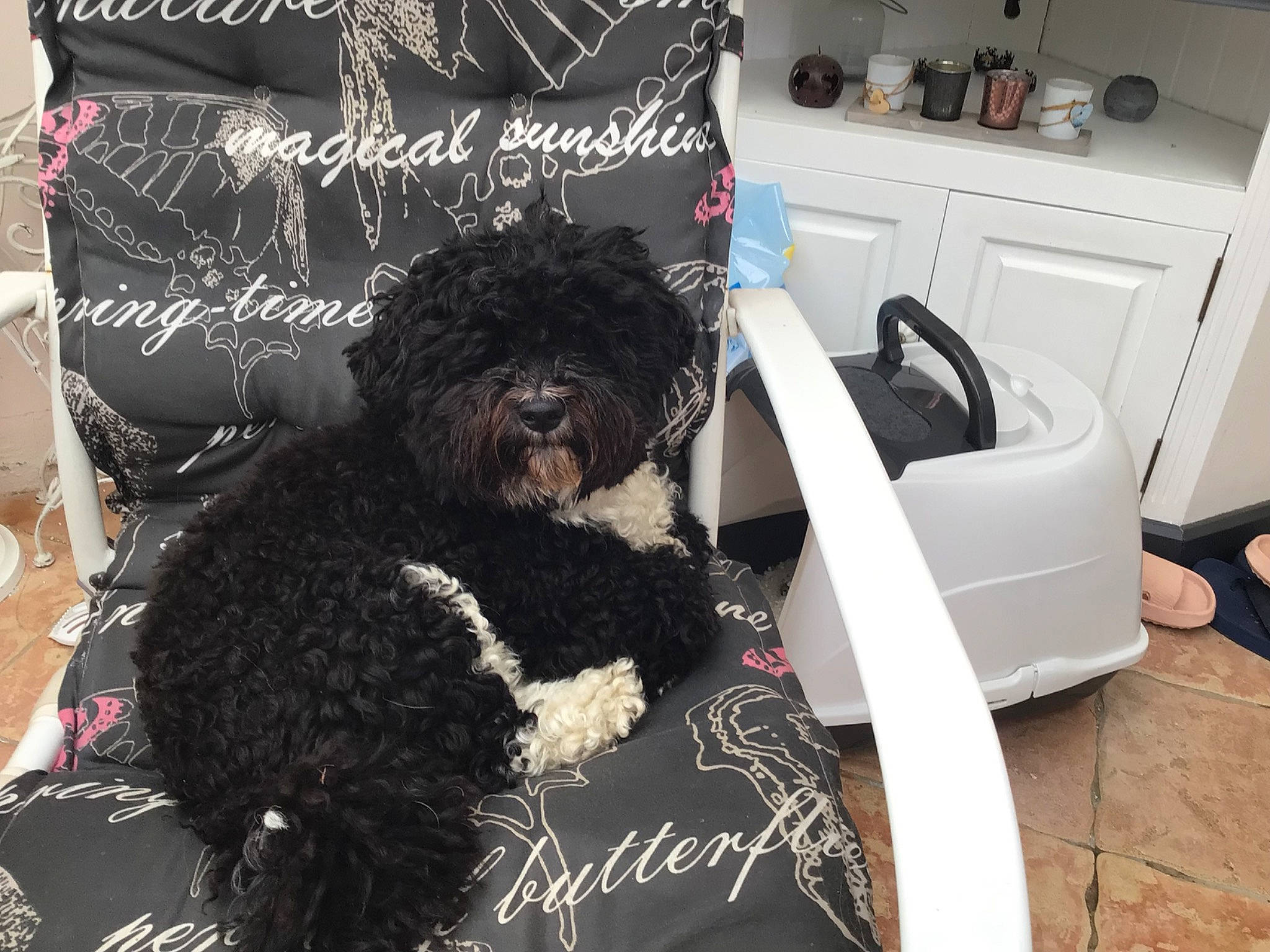 Patch a rejoint le concours — aidez-le/la à gagner de superbes lots ! cabinetry, canidae, carnivore, collar, companion_dog, dog, dog_breed, dog_collar, dog_supply, flooring, fur, hat, kitchen_appliance, non_sporting_group, pet_supply, room, sporting_group, terrier, toy_dog, working_animal