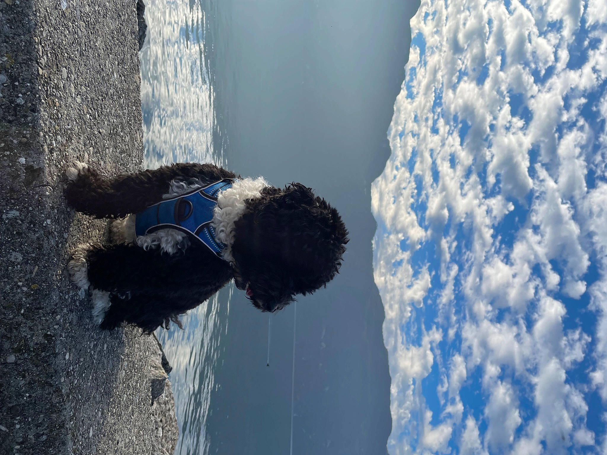 Patch a rejoint le concours — aidez-le/la à gagner de superbes lots ! adventure, asphalt, azure, beach, cloud, electric_blue, freezing, fun, ice_cap, leisure, ocean, recreation, reflection, shadow, sky, tree, water, wave, wind_wave, winter