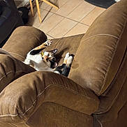Lily Grace is registered to the contest to win money with this photo: animal, brown_furniture, calico, cat, claws, comfortable, cozy, ears, furniture, home, indoor, paw, pet, playful, recliner, relaxed, stretching, tile_floor, upside_down, whiskers