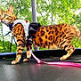 cat, bengal_cat, animal, pet, trampoline, leash, dress, polka_dot, outdoor, greenery, trees, nature, feline, alert, blue_eyes, spots, mesh_net, forest, side_view, domestic_animal