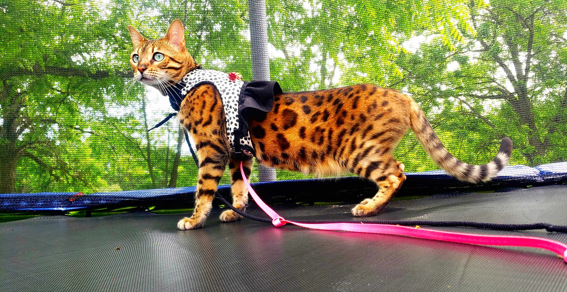 Spangal joined the competition — help win amazing prizes! cat, bengal_cat, animal, pet, trampoline, leash, dress, polka_dot, outdoor, greenery, trees, nature, feline, alert, blue_eyes, spots, mesh_net, forest, side_view, domestic_animal