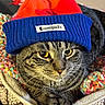 cat, tabby_cat, beanie, hat, knit_hat, amber_eyes, pet_bed, patterned_bed, crocheted_blanket, colorful_blanket, indoor, close_up, portrait, cozy, feline, whiskers, resting, animal, cute, domestic_animal