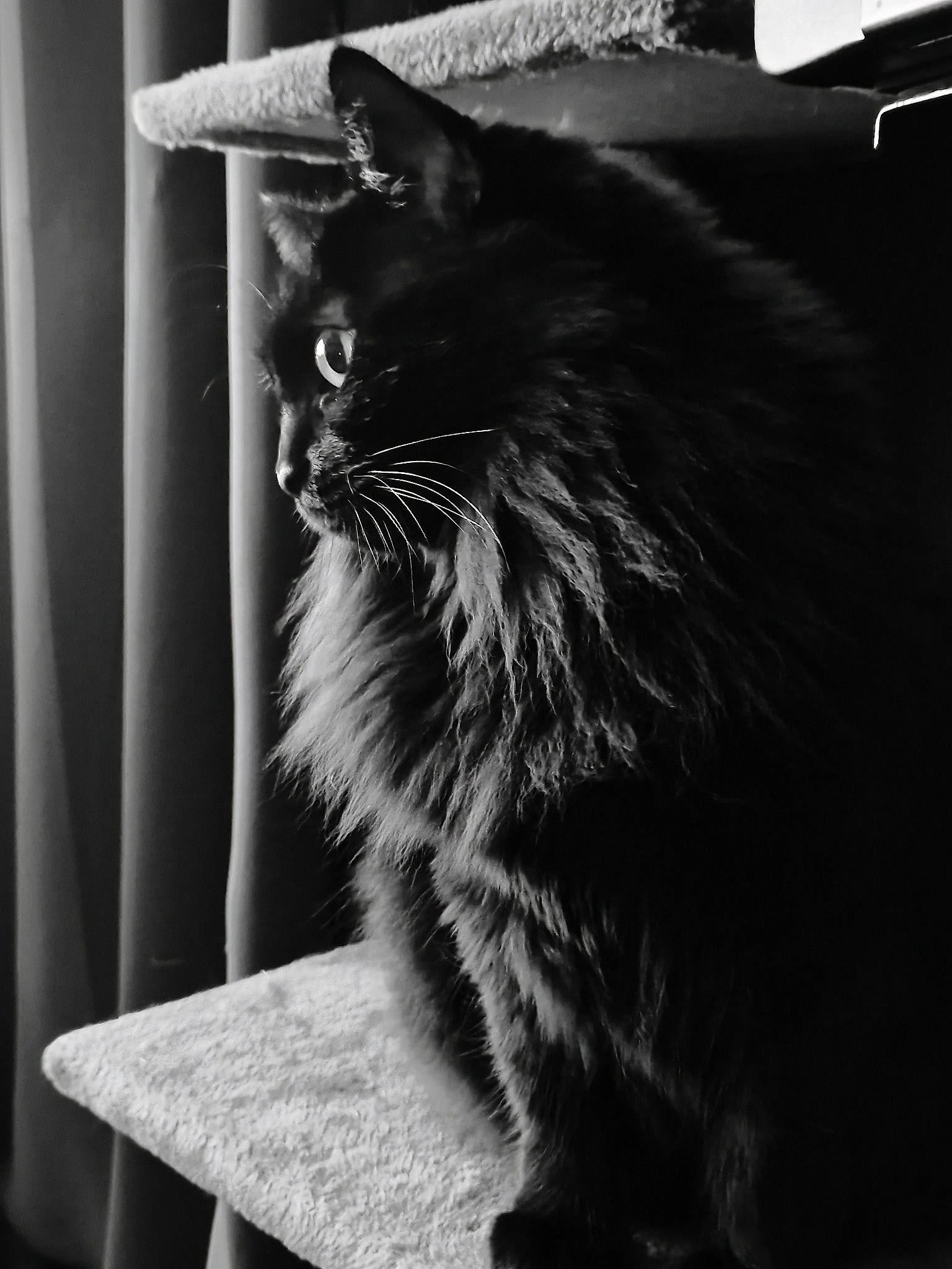 Indy participe au concours pour gagner de l'argent avec cette photo : black, black_and_white, black_cat, carnivore, cat, darkness, felidae, fur, grey, maine_coon, monochrome, monochrome_photography, small_to_medium_sized_cats, snout, style, tail, tints_and_shades, whiskers, window, wood