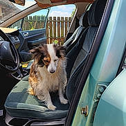 Lassie participe au concours pour gagner de l'argent avec cette photo : dog, car, car_interior, seat, open_door, fence, sunlight, sky, pet, tricolor, fluffy, calm, sitting, window, steering_wheel, outdoor, vehicle, door, head, fur