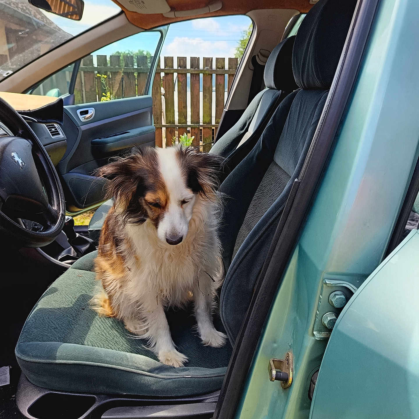 Lassie participe au concours pour gagner de l'argent avec cette photo : calm, car, car_interior, dog, door, fence, fluffy, fur, head, open_door, outdoor, pet, seat, sitting, sky, steering_wheel, sunlight, tricolor, vehicle, window