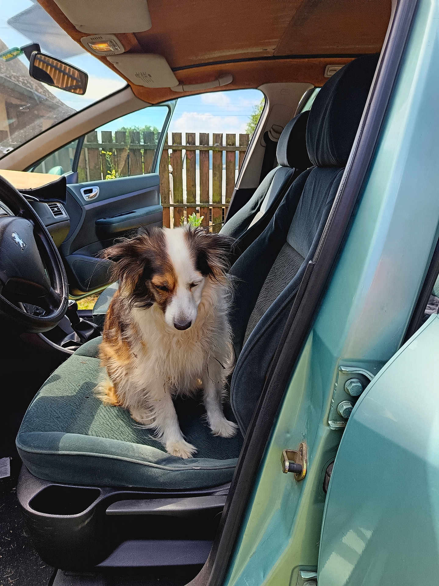 Lassie participe au concours pour gagner de l'argent avec cette photo : dog, car, car_interior, seat, open_door, fence, sunlight, sky, pet, tricolor, fluffy, calm, sitting, window, steering_wheel, outdoor, vehicle, door, head, fur