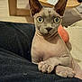 sphynx_cat, cat, hairless, pet, indoor, table, remote_control, furniture, curious, wide_eyes, ears, skin, paw, close_up, animal, domestic_animal, looking, resting, cozy, background