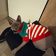 Sushi participe au concours pour gagner de l'argent avec cette photo : sphynx_cat, cat, hairless_cat, pet, animal, indoor, chair, wooden_floor, sweater, striped, red, white, green, large_eyes, curious, feline, holiday, costume, domestic_animal, resting