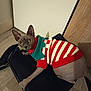 sphynx_cat, cat, hairless_cat, pet, animal, indoor, chair, wooden_floor, sweater, striped, red, white, green, large_eyes, curious, feline, holiday, costume, domestic_animal, resting