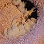 puppies, sleeping, fluffy_blanket, cute, cozy, black_and_white_puppy, white_puppy, pet, animal, resting, soft_texture, close_up, indoor, adorable, young_dog, fur, napping, peaceful, two_animals, cuddling