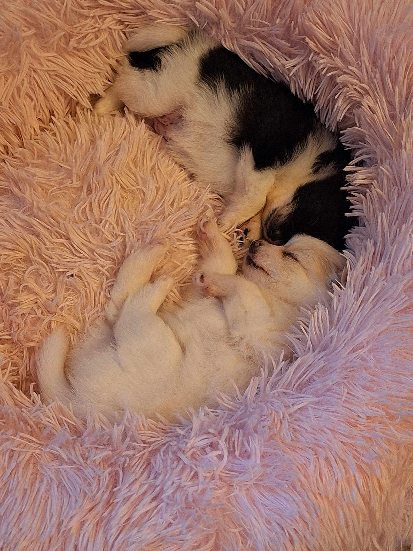 Dolly And Daisy