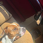 Gibby joined the competition — help win amazing prizes! air_purifier, basket, blanket, brown_and_white, calm, couch, cozy, curtain, dog, furniture, home, indoor, paw, pet, relaxed, resting, sleepy, snout, sunlight, window_light