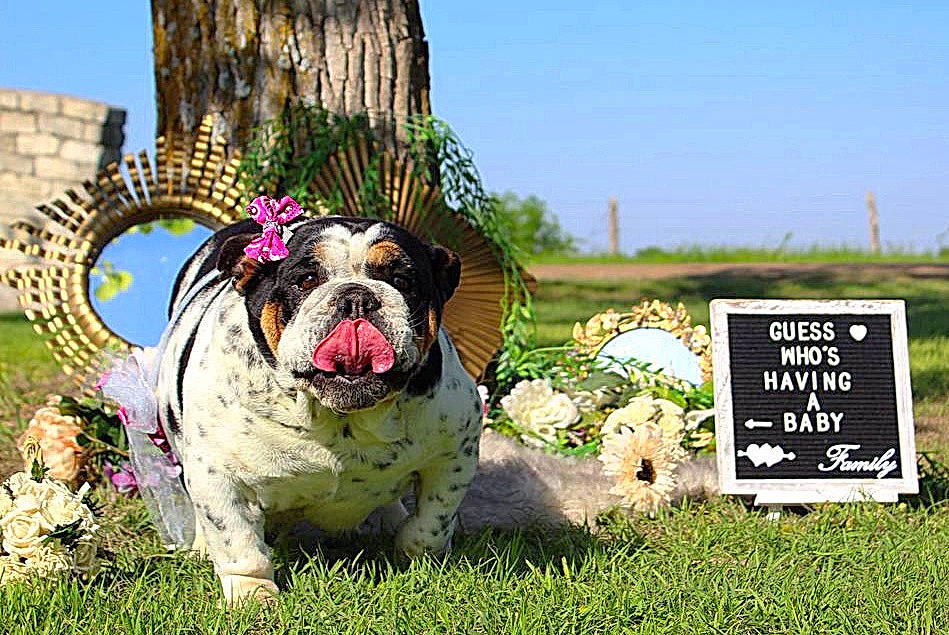 Elsie Mae is registered to the contest to win money with this photo: bulldog, carnivore, companion_dog, dog, dog_breed, dog_supply, fawn, grass, grassland, happy, landscape, lawn, leisure, natural_environment, natural_landscape, plant, sky, snout, spring, toy_dog