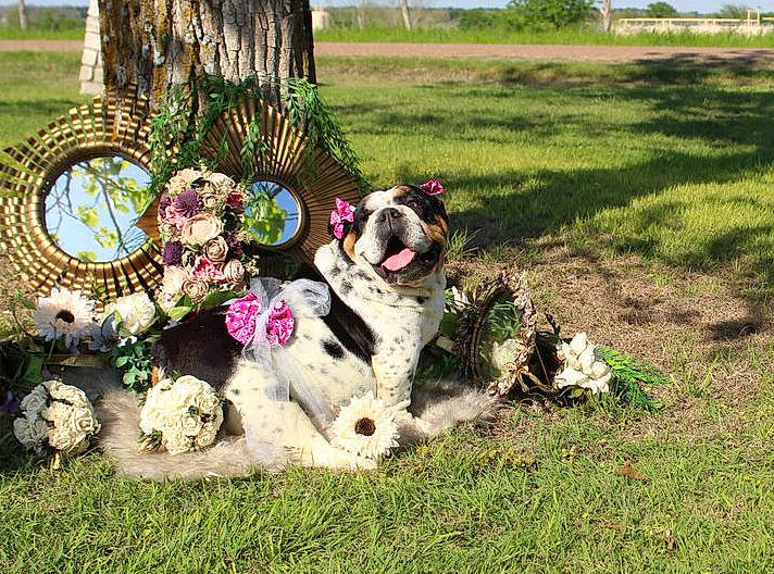 Elsie Mae joined the competition — help win amazing prizes! botany, carnivore, companion_dog, dog, dog_breed, event, fawn, fun, garden, grass, grassland, landscape, lawn, plant, pole, shrub, sky, sporting_group, toy, tree