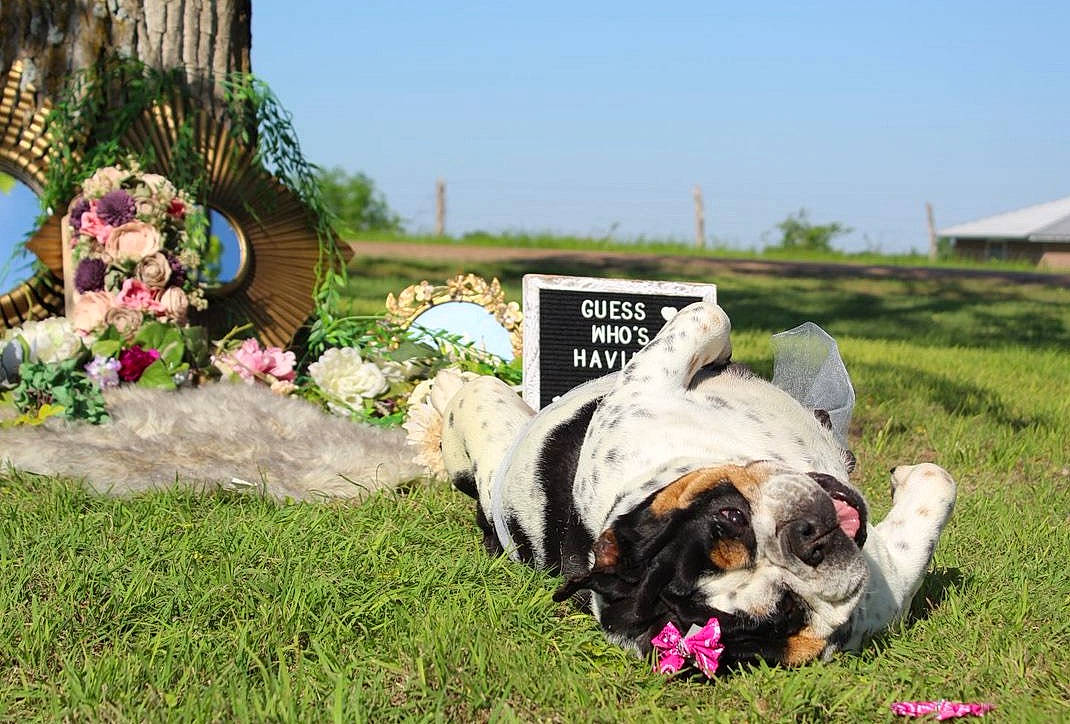 Elsie Mae is registered to the contest to win money with this photo: carnivore, companion_dog, dog, dog_breed, event, fawn, flower, grass, grassland, landscape, lawn, leisure, meadow, nature, plant, sky, snout, sporting_group, summer, toy_dog