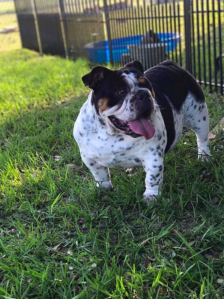 Elsie Mae is registered to the contest to win money with this photo: ball, carnivore, collar, companion_dog, dalmatian, dog, dog_breed, dog_collar, dog_supply, fence, grass, guard_dog, lawn, plant, snout, sporting_group, tail, whiskers, working_animal, working_dog