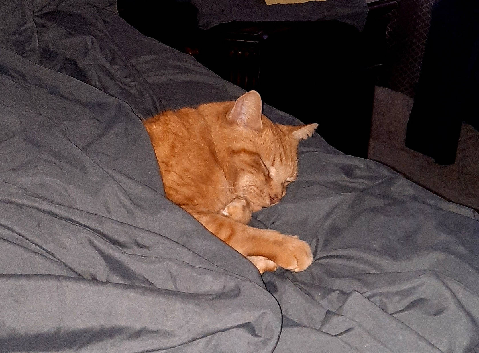 Handsome joined the competition — help win amazing prizes! bed, bed_sheet, bedding, blanket, carnivore, cat, comfort, duvet, felidae, fur, linens, peach, small_to_medium_sized_cats, whiskers