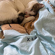 Moon a rejoint le concours — aidez-le/la à gagner de superbes lots ! cat, animal, pet, sleeping, curled_up, white_fur, tabby, blanket, bed, cozy, resting, cute, domestic_cat, feline, paw, relaxed, indoor, soft, comfort, fur