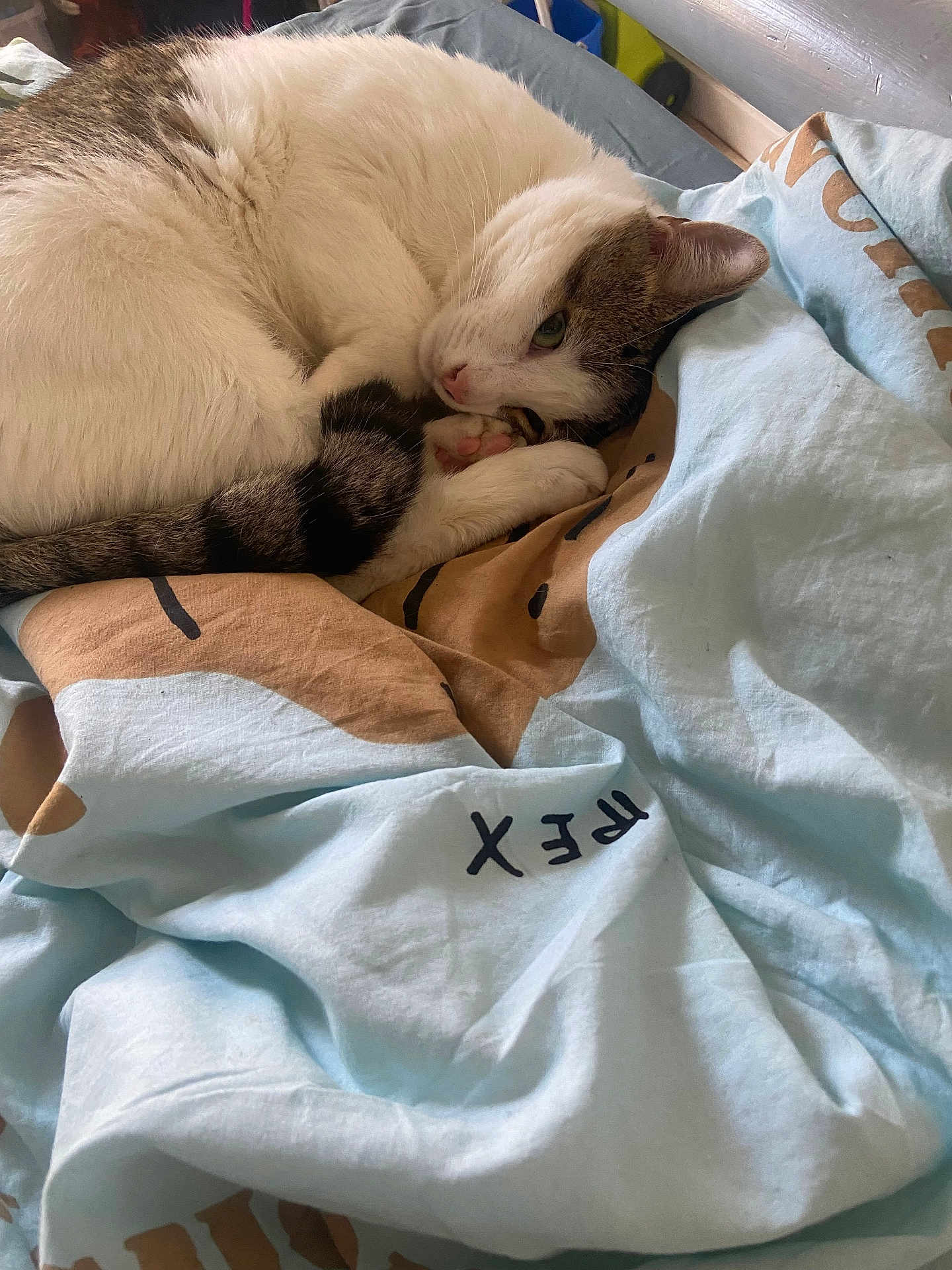 Moon a rejoint le concours — aidez-le/la à gagner de superbes lots ! cat, animal, pet, sleeping, curled_up, white_fur, tabby, blanket, bed, cozy, resting, cute, domestic_cat, feline, paw, relaxed, indoor, soft, comfort, fur